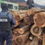 actiuni material lemnos (2)