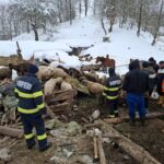 ULTIMA ORĂ – Dezastru la o fermă din judeţul Buzău. Un saivan s-a prăbușit. Animalele prinse sub dărâmături au murit