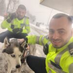 Final fericit pentru un patruped rătăcit. Polițiștii i-au găsit stăpânul