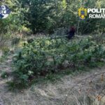 DIICOT a descins în pădure! Un bărbat de 51 de ani a fost arestat după ce a înființat o cultură outdoor de marijuana