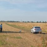 Muncă în zadar pe bani publici? Câinii strânși din Valea Râmnicului, adoptați de falși salvatori și eliberați imediat înapoi în comunitate
