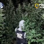 FLAGRANT DE PROPORȚII | Doi bărbați au fost arestați preventiv după ce au cultivat plante de canabis înalte de 4 metri